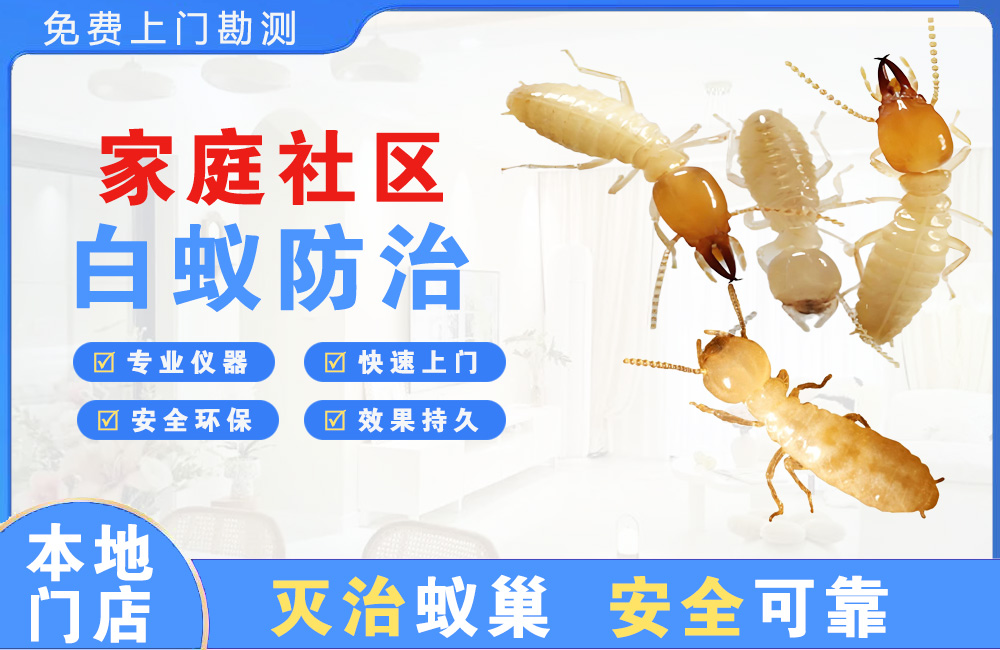 邵阳家庭社区白蚁防治