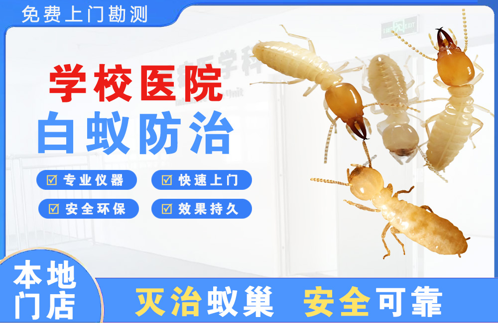邵阳学校医院白蚁防治