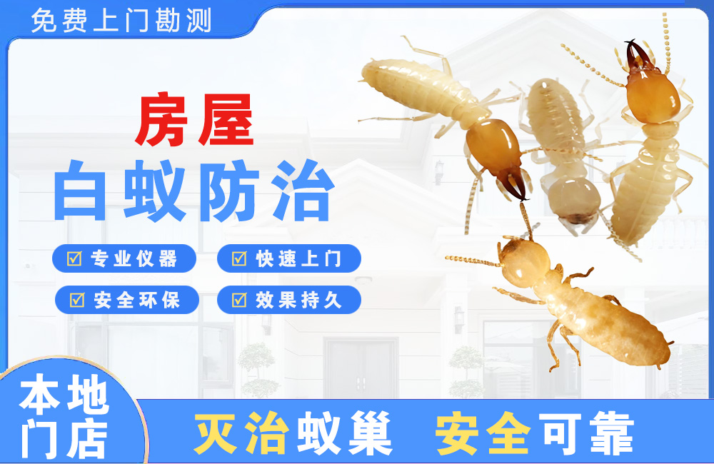 邵阳房屋白蚁防治